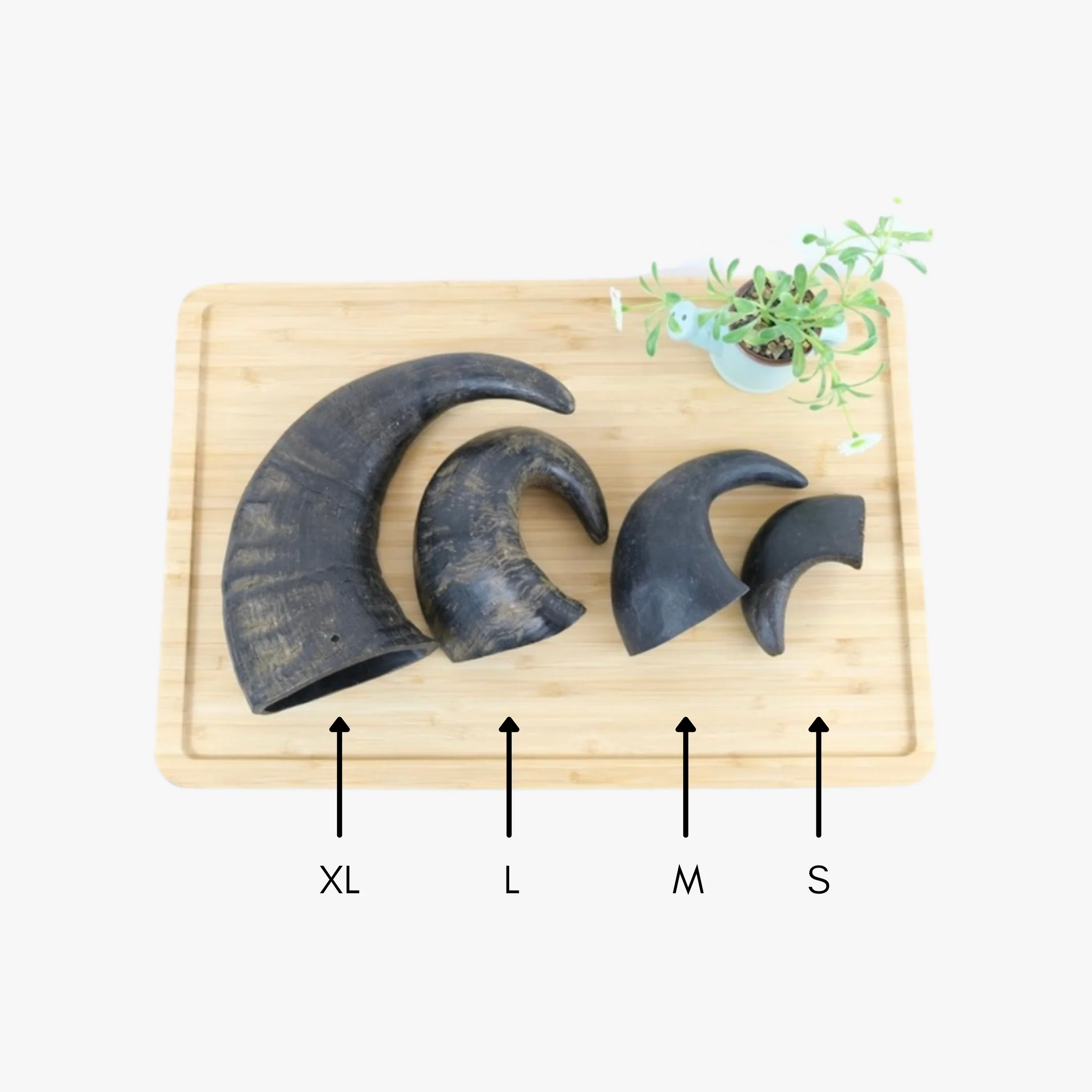 Medium Buffalo Horns